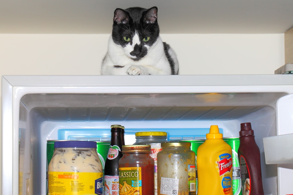 cat-on-top-of-fridge